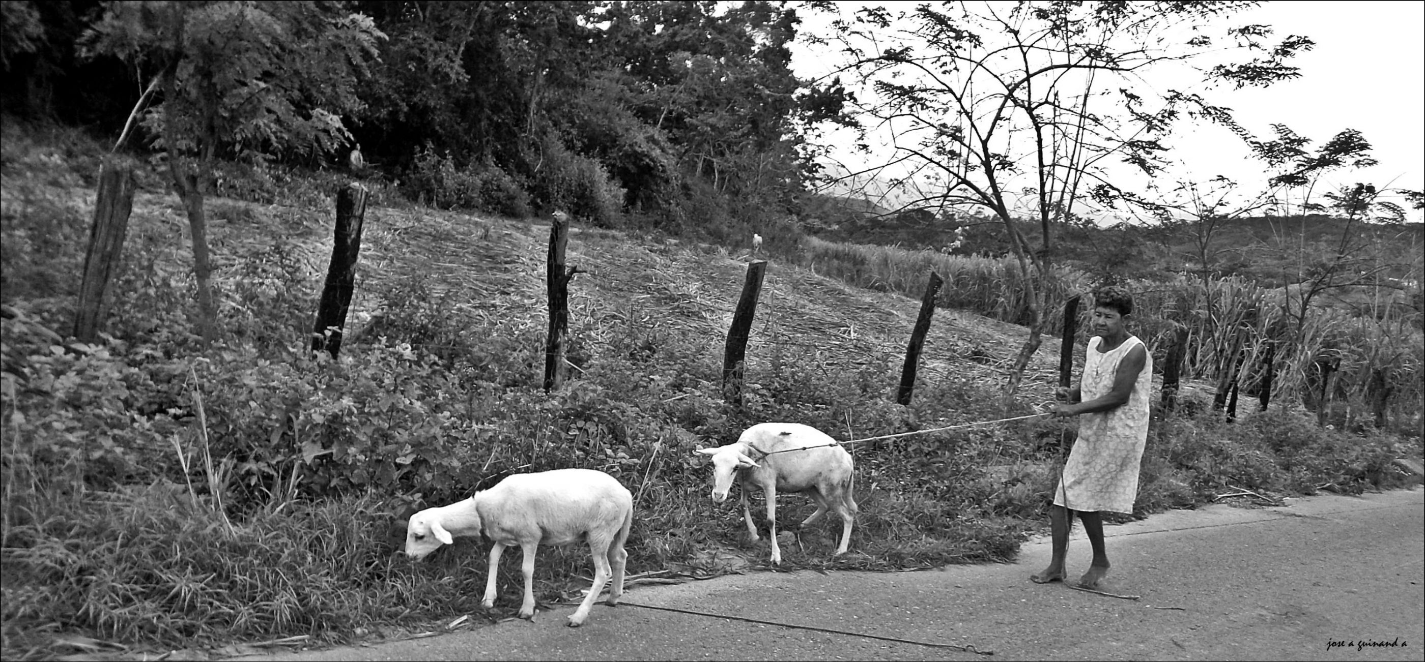 paseo pericantar-cumanacoa 056